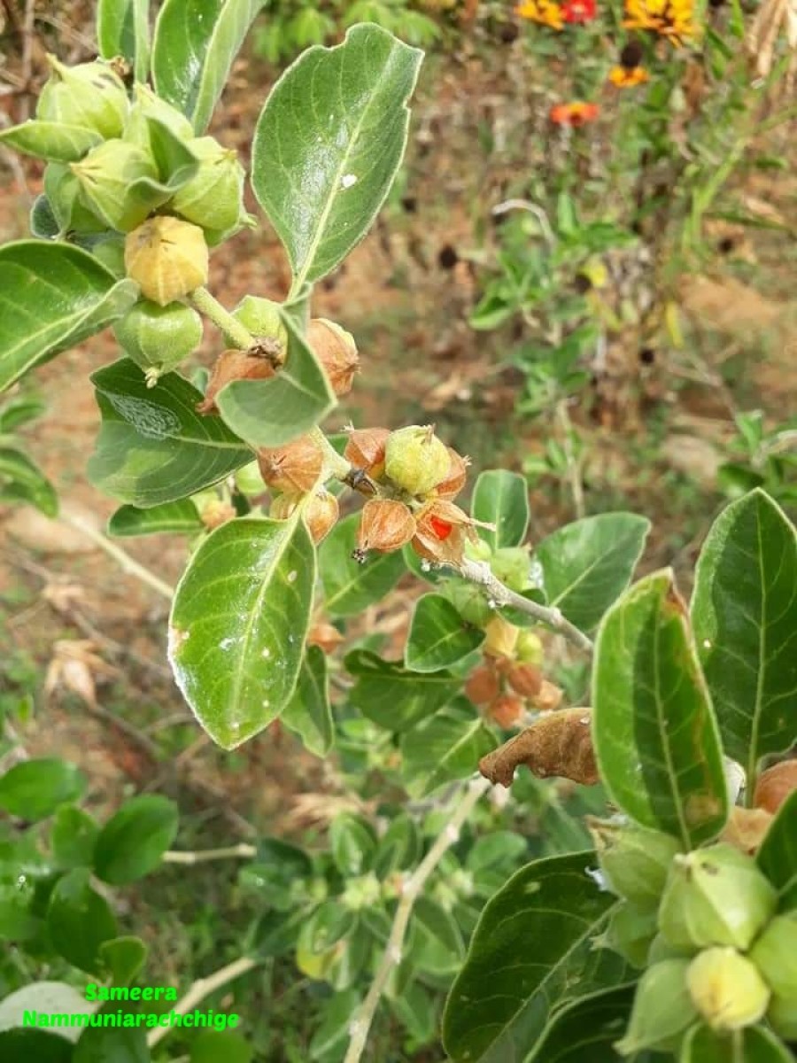 Withania somnifera (L.) Dunal